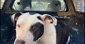 VAKFIKEBİR DE BAŞIBOŞ SOKAK KÖPEKLERİ TOPLANDI