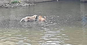 SOKAK KÖPEKLERİ HER GÜN FOL DERESİNE SERİNLEMEK İÇİN GİRİYOR!