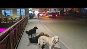VAKFIKEBİR'DE KÖPEK İSYANI